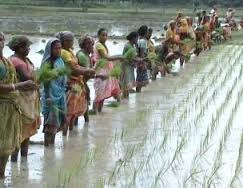 ধানের চারা রোপন (আধুনিক পদ্ধতি মোতাবেক প্রশিক্ষণের ব্যবস্থা )