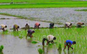 ধান রোপন (কৃষি অফিসের পরামর্শে)