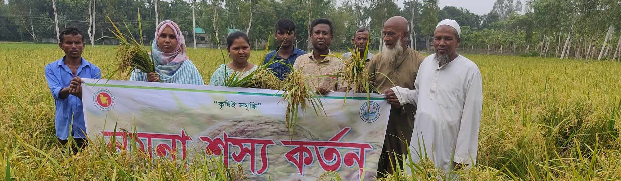 নমুনা শস্য কর্তন