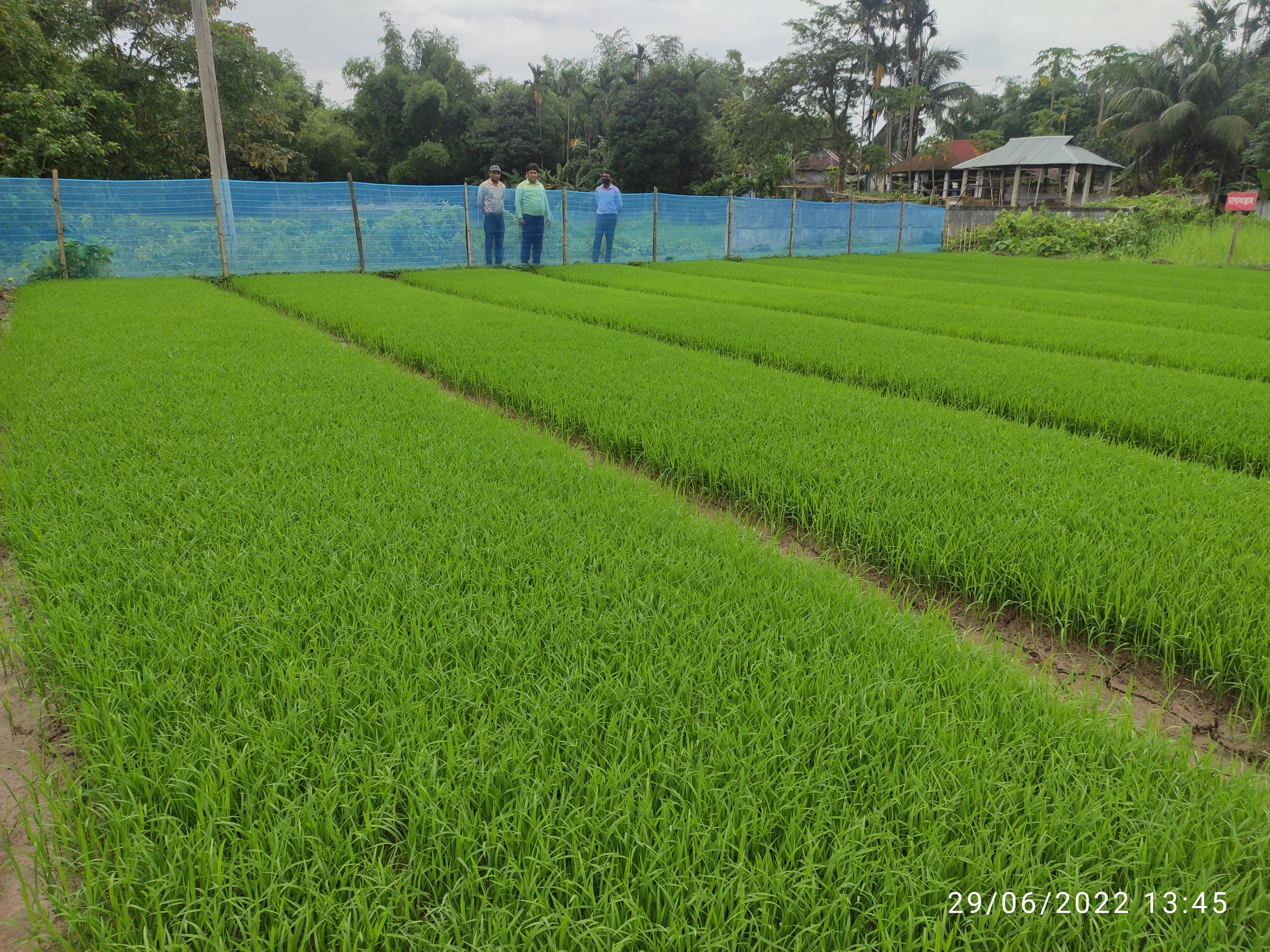 আমন বীজতলা