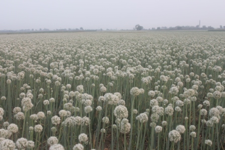 পেঁয়াজ বীজ উৎপাদন