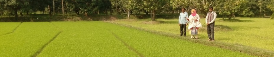 DAE-Rajshahi