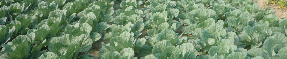 DAE-Rajshahi