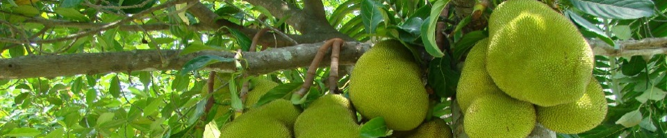 কৃষি সম্প্রসারণ অধিদপ্তর