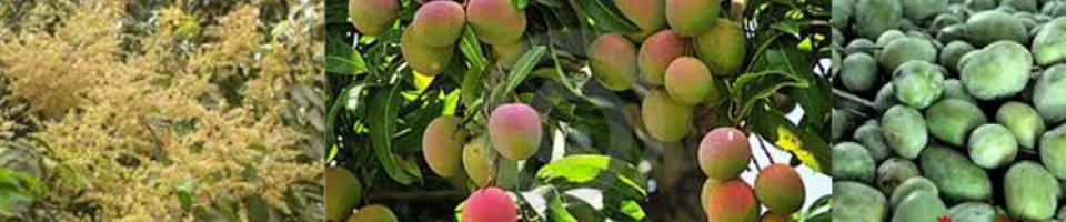 রাজশাহীর আম