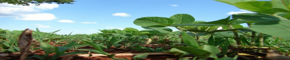 সয়াবিন উৎপাদন, রামগতি, লক্ষীপুর