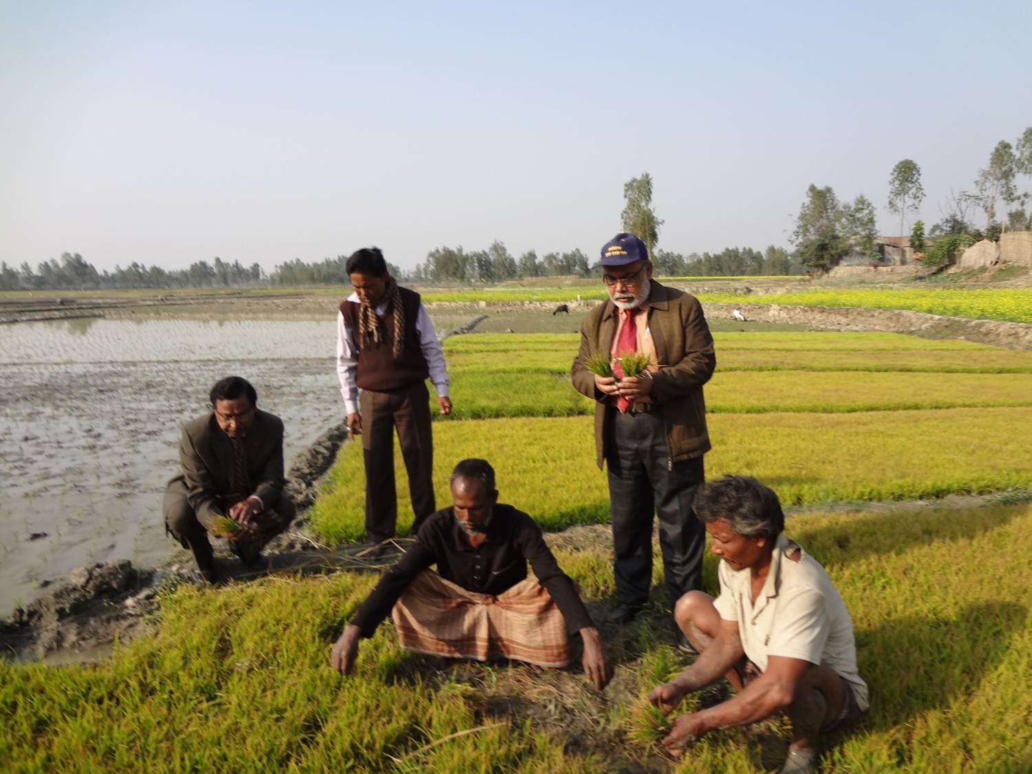 আউশ ধানের বীজতলা পরিদর্শন করছেন ডিডি, ডিটিও, ডিএই, রংপুর