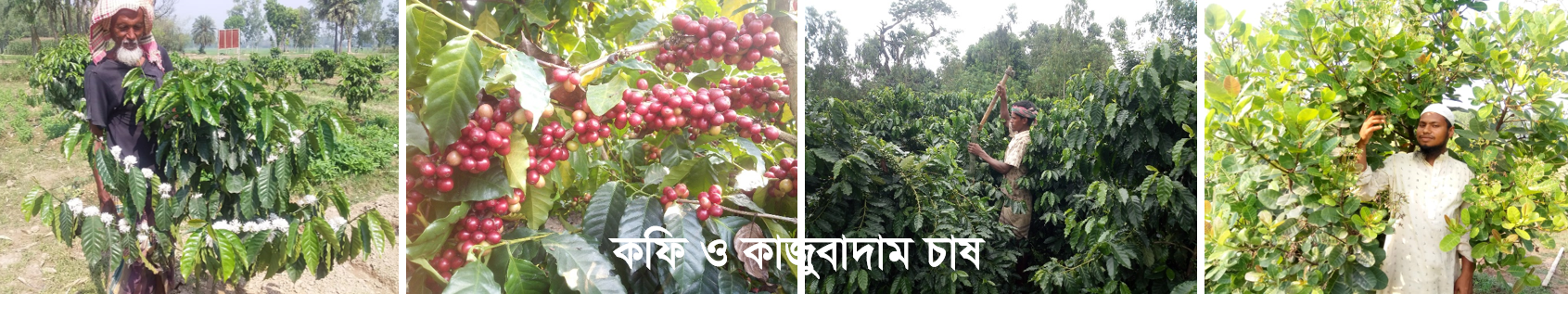 কফি ও কাজুবাদাম