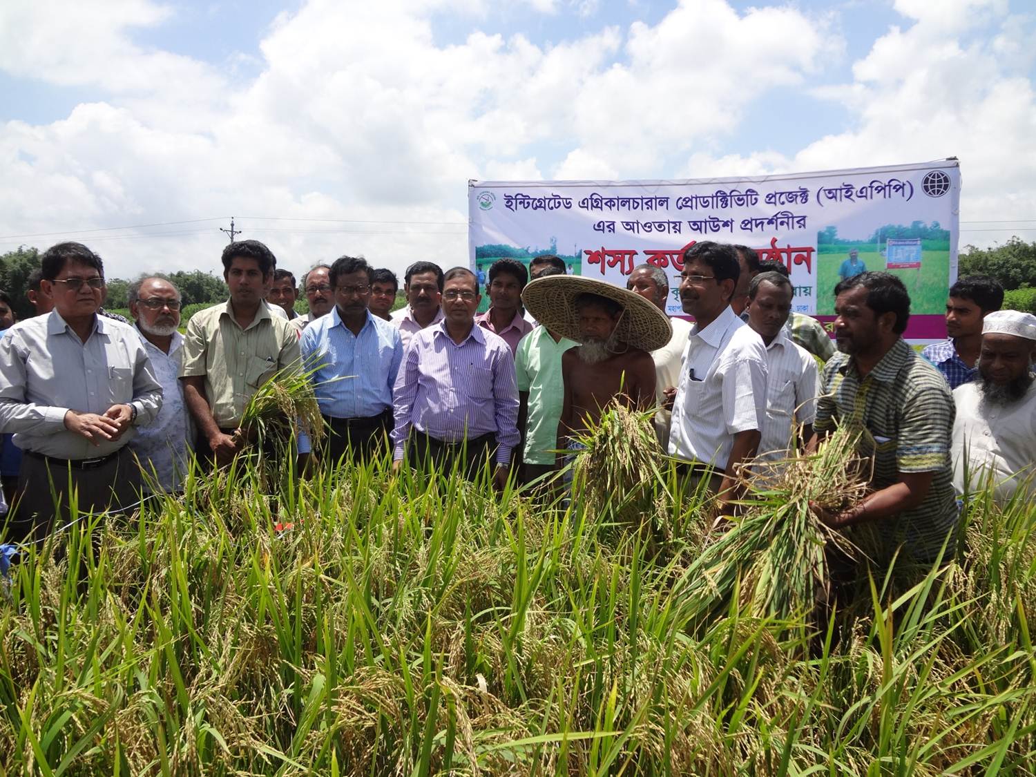 আউশ ধানের শস্য কর্তন করছেন কৃষি সম্প্রসারণ অধিদপ্তরের মানীয় মহা পরিচালক