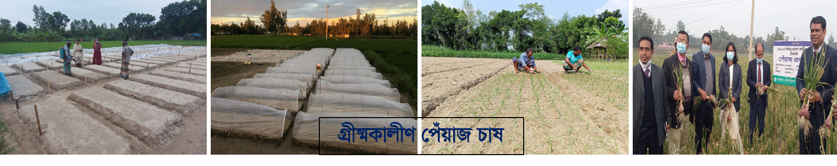 গ্রীষ্মকালীণ পেয়াজ