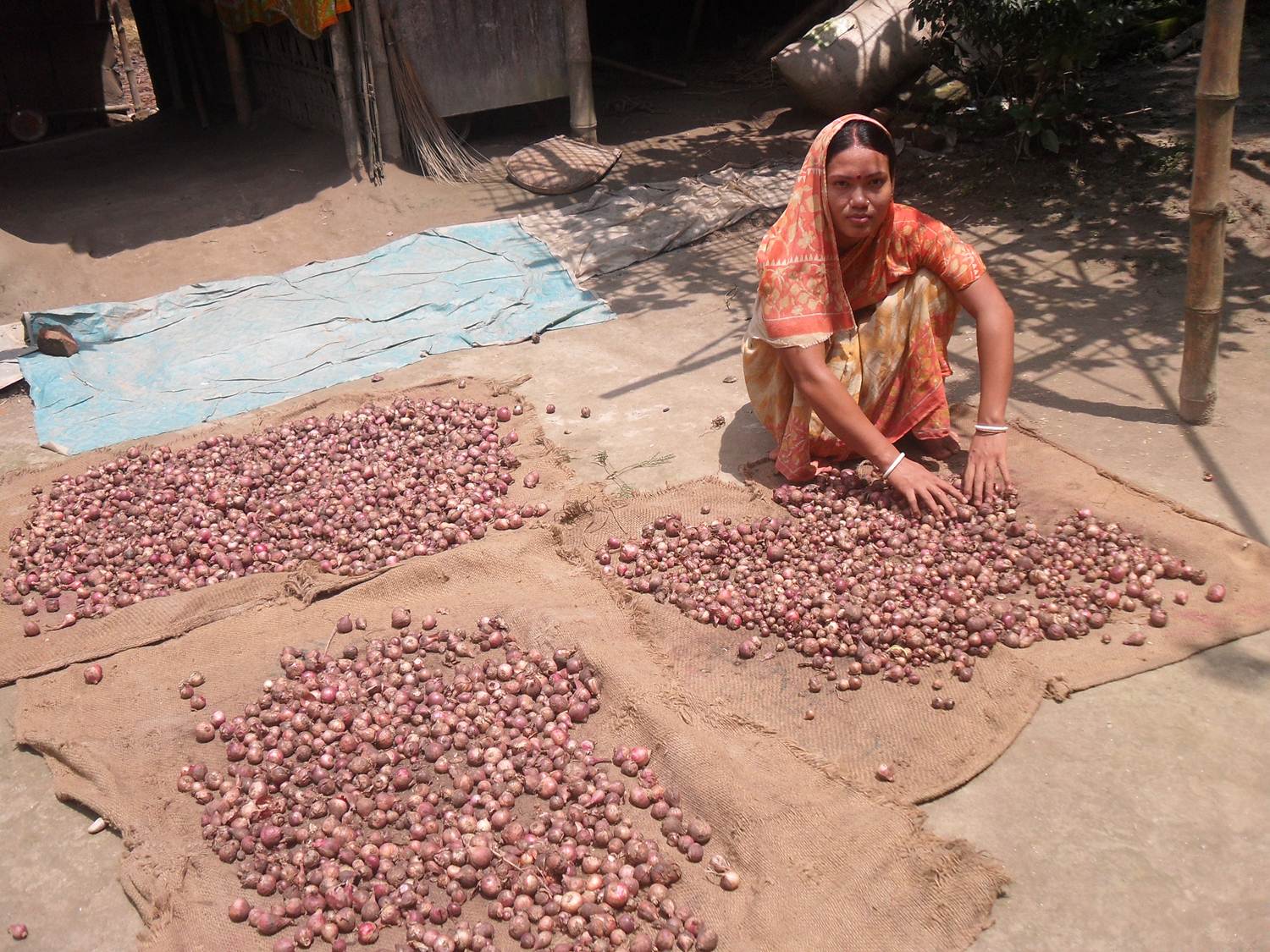 গ্রীস্মকালীন পেয়াজ বীজ প্রক্রিয়াজাতকরণ