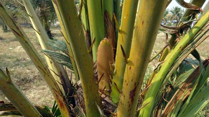 সৌদি খেজুর