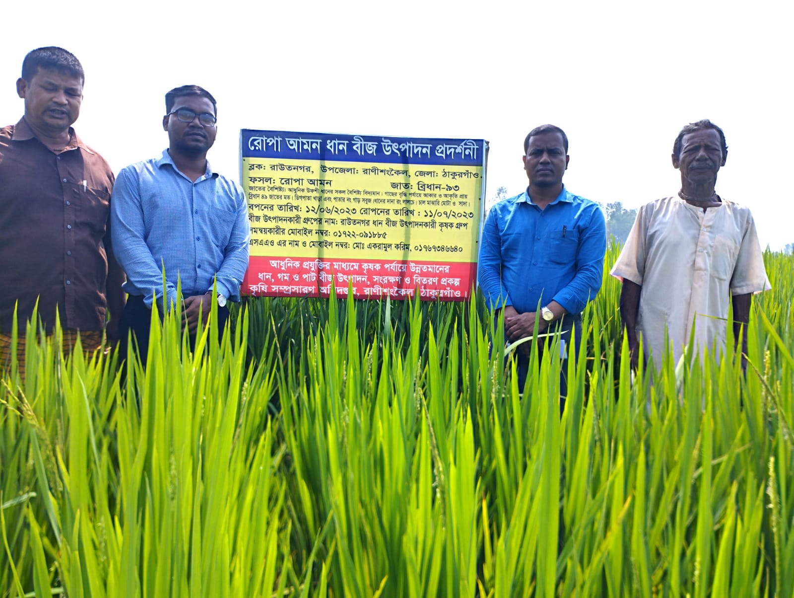 রোপাআমন ধান