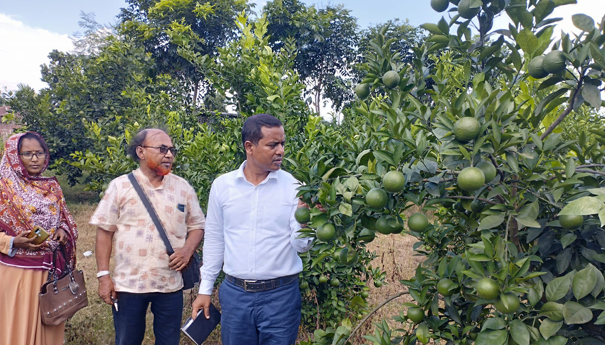 মাল্টা বাগান