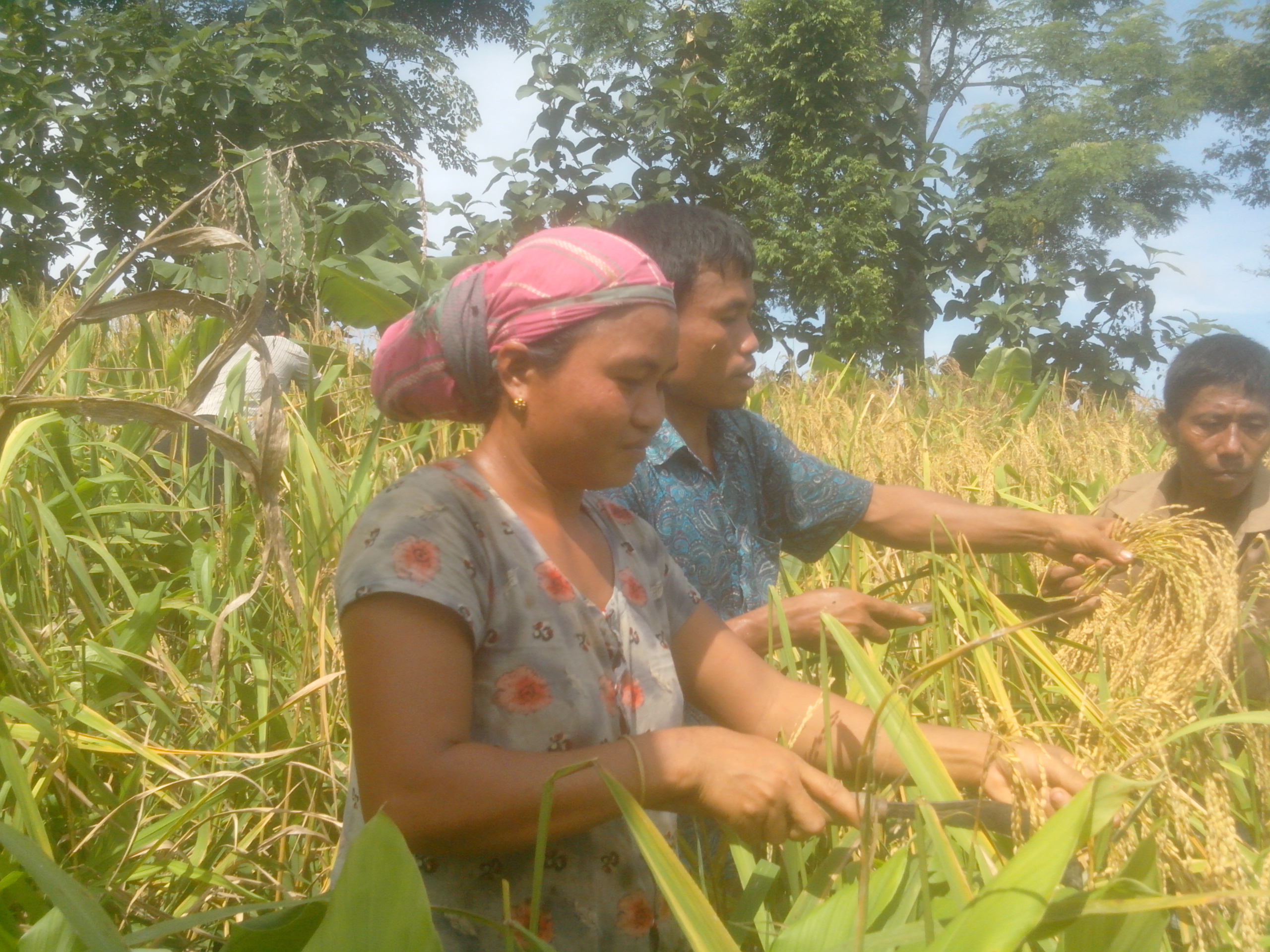 জুম ধান