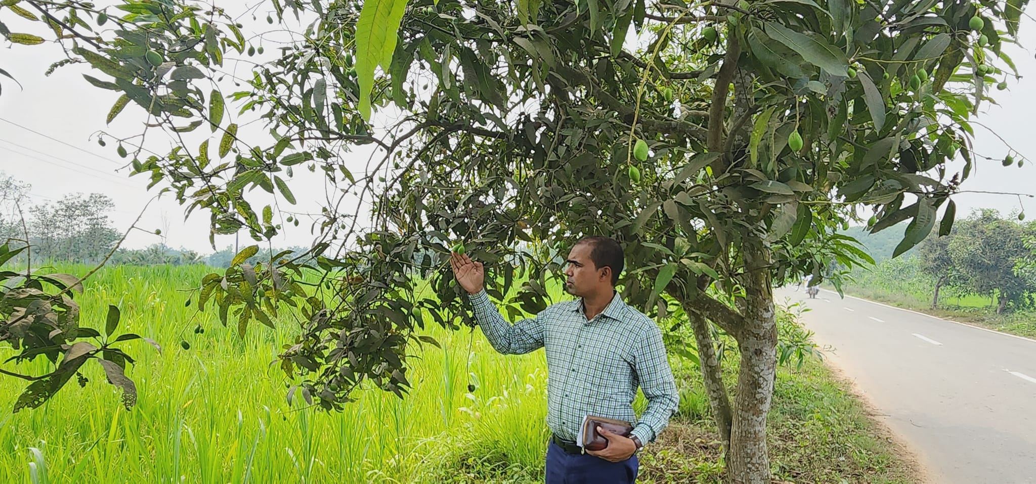 বোরো আবাদ ও আমের ফলন বৃদ্ধিতে পরিদর্শন