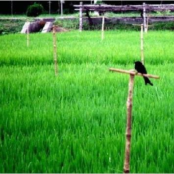 পার্চিং