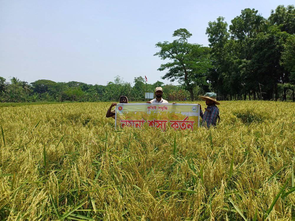 নমুনা শস্য কর্তন