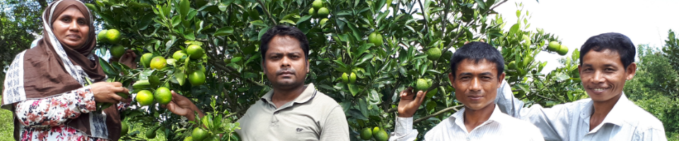 বারি মাল্টা ১ এর বাগান