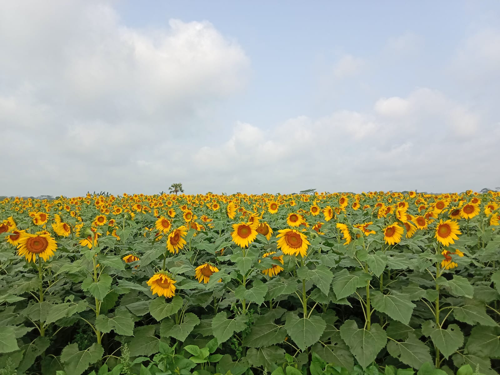 সূর্যমুখী