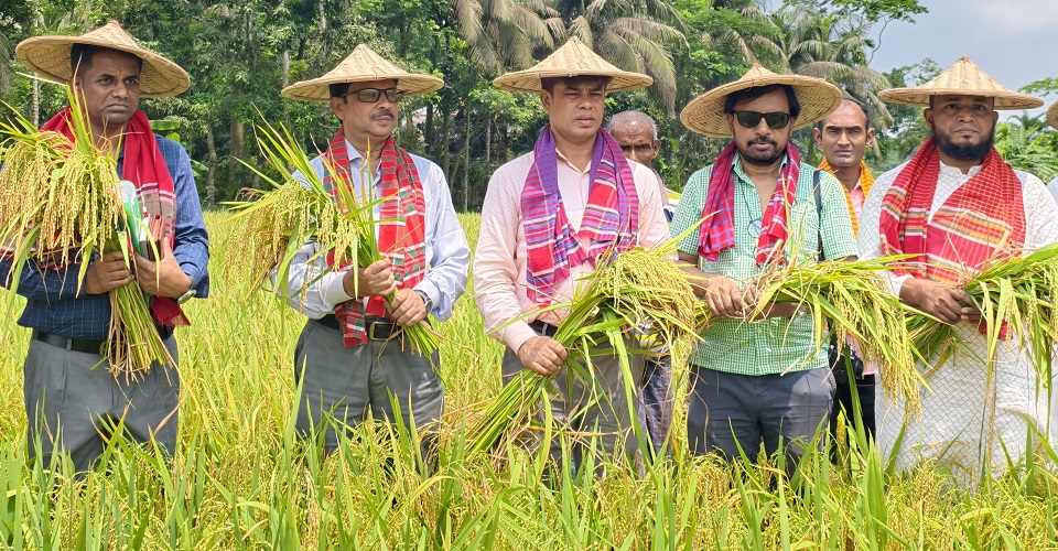 নমুনা শস্য কর্তন