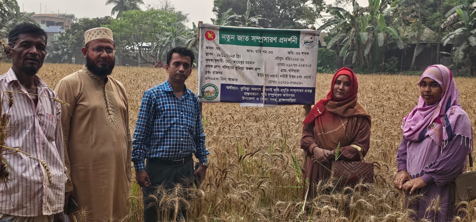 নতুন জাত সম্প্রসারণ গম প্রদর্শনী