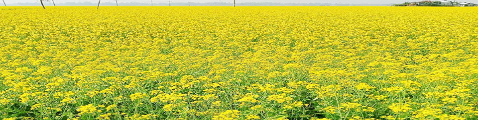 সরিষা চাষ