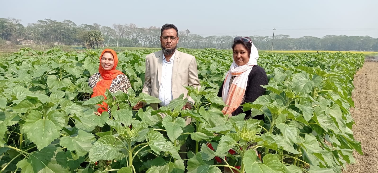 সূর্যমুখী মাঠ পরিদর্শন