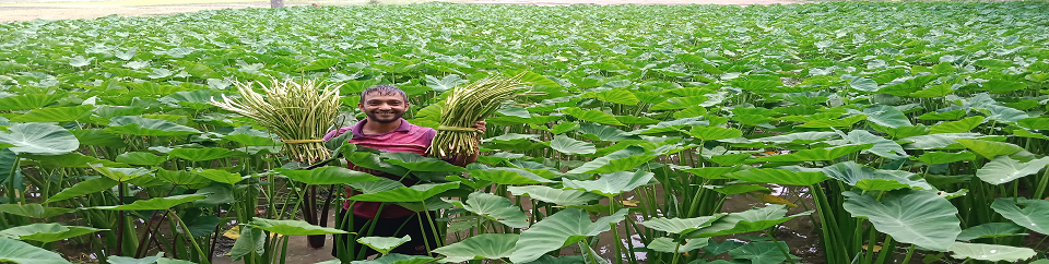 লতিরাজ কচু চাষ