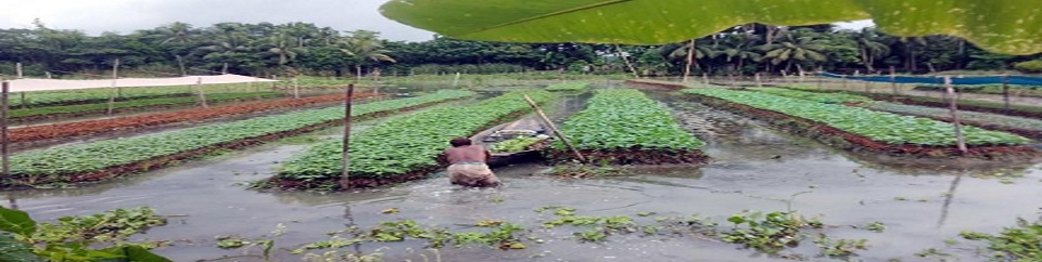 ভাসমান সবজি