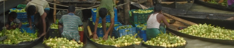 পেয়ারা বিক্রি