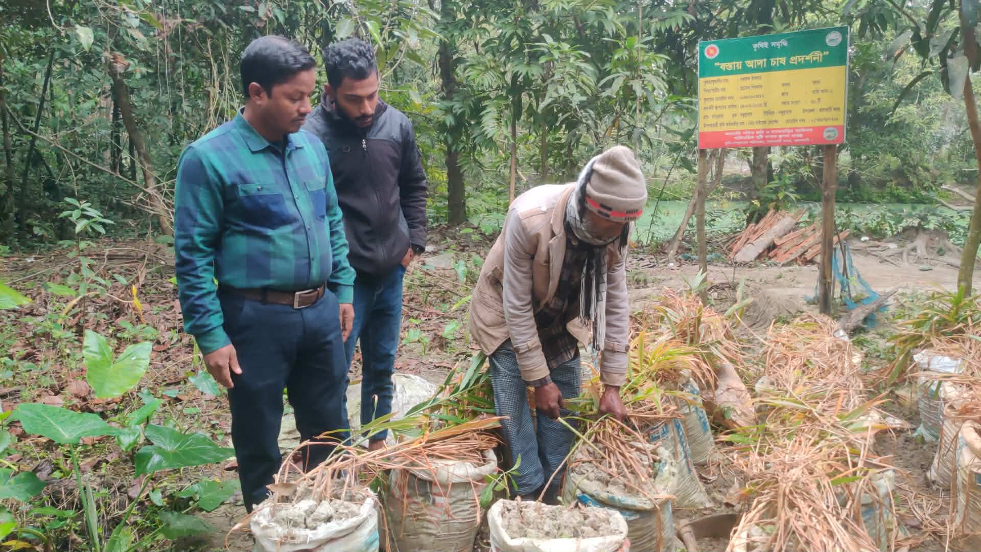 বস্তায় আদা কর্তনের চিত্র