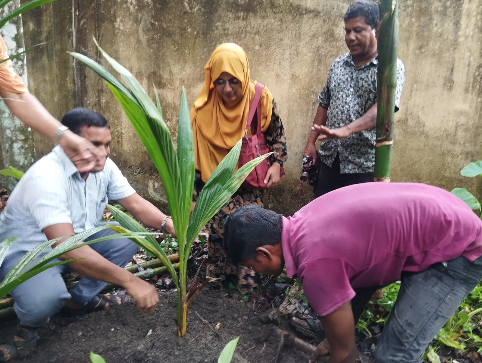 প্রণোদনা কর্মসূচিতে বিতরণকৃত বৃক্ষের চারার ছবি