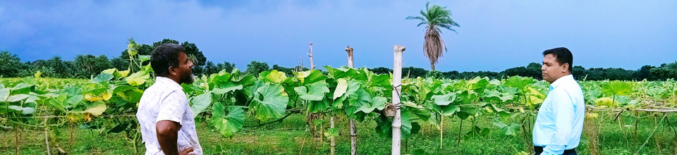 লাউ ক্ষেত