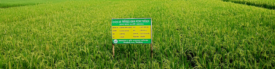 রাজস্বের রোপা আমন ধান প্রদর্শণী