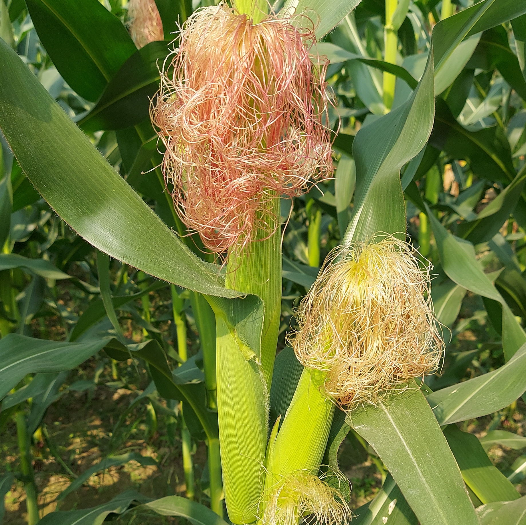 ভুট্টা ফুল