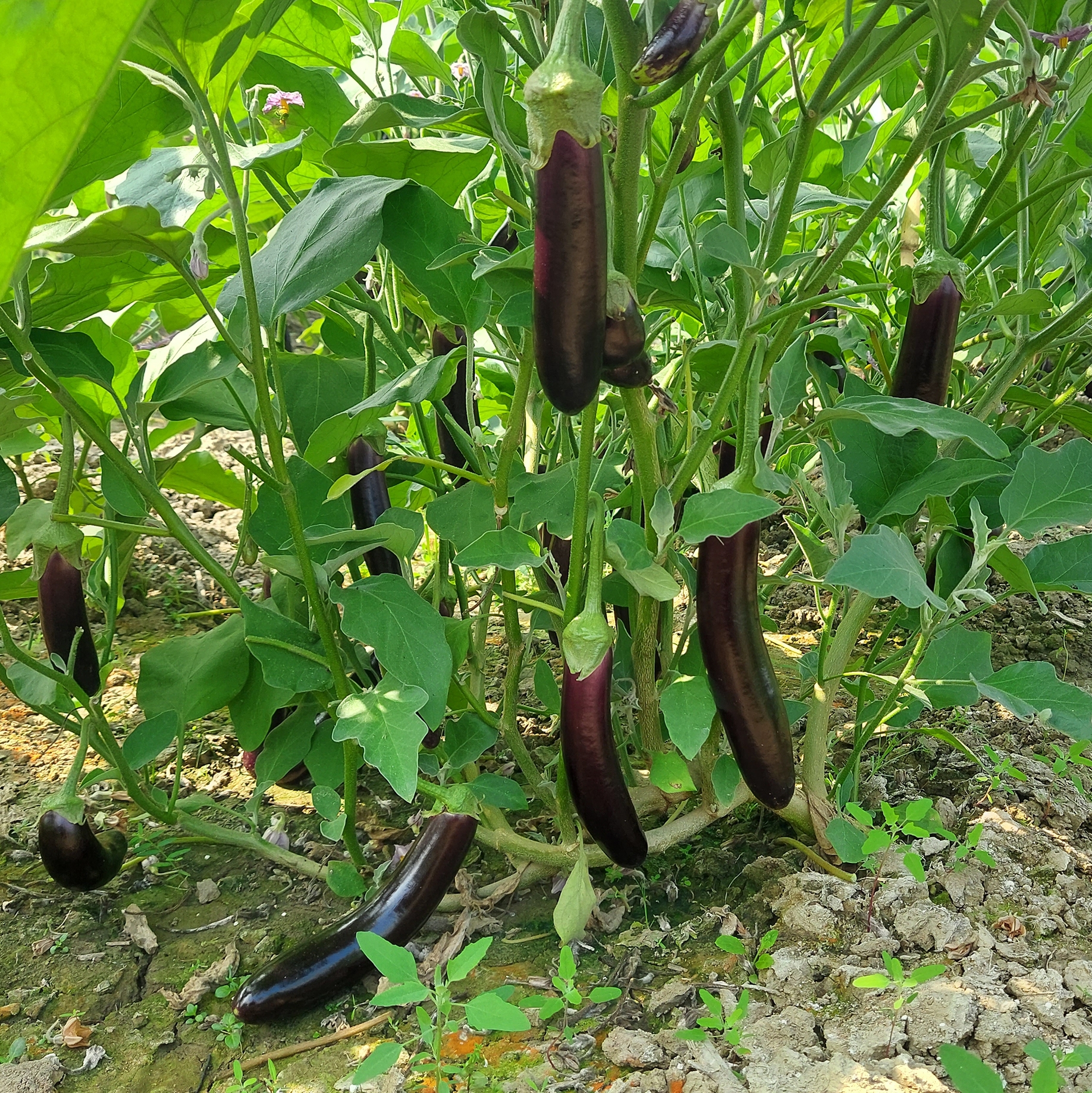 বেগুন ক্ষেত