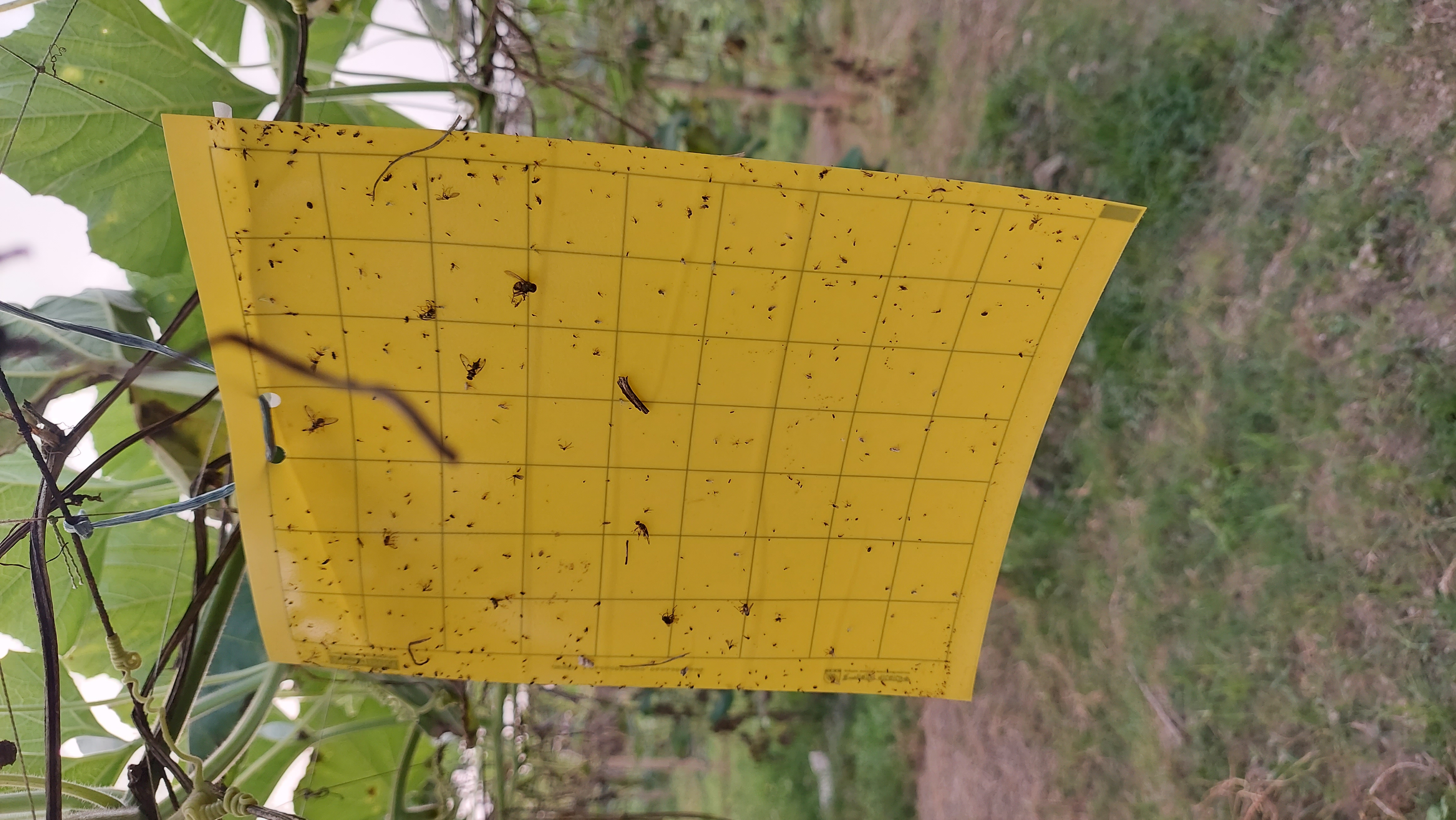 লাউ ক্ষেতে আঠালো হলুদ ফাঁদ