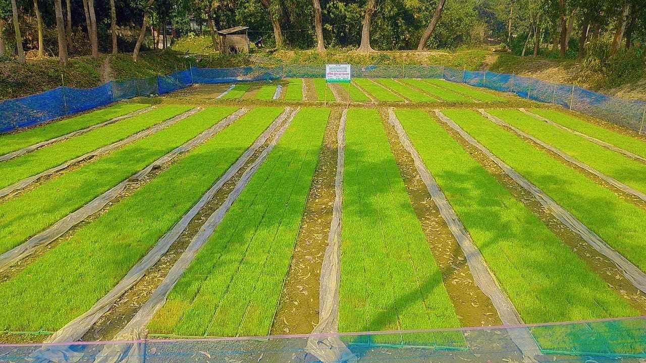 ট্রেতে বোরো ধানের বীজতলা
