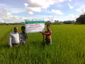 CSISA-SRSPDS প্রকল্পের ধান ফসল প্রদর্শণী