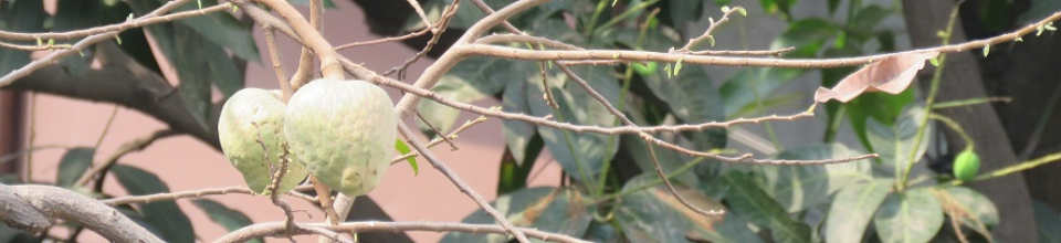 সবুজ কৃষি ক্ষেত