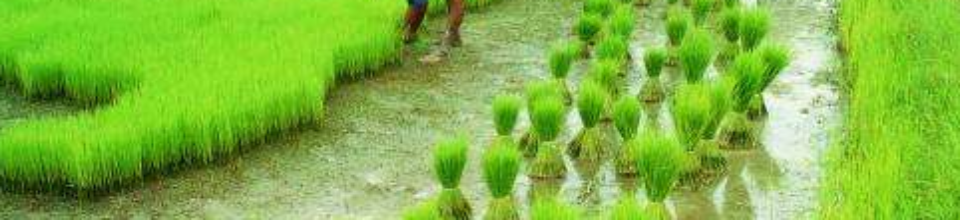 ধা‌নের চারা উত্তোলন পদ্ধ‌তি