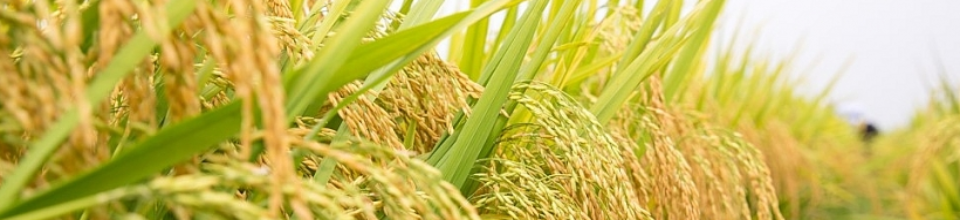 ধা‌নের উচ্চ ফলন