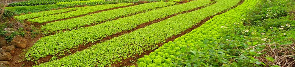 সব‌জির বীজতলা তৈ‌রির পদ্ধ‌তি