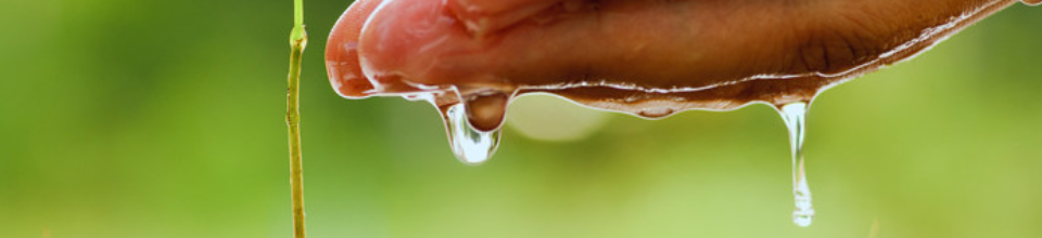 চারায় সেচ ব্যবস্থাপনা