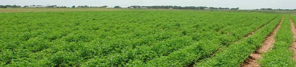 গোল আলু গাছ