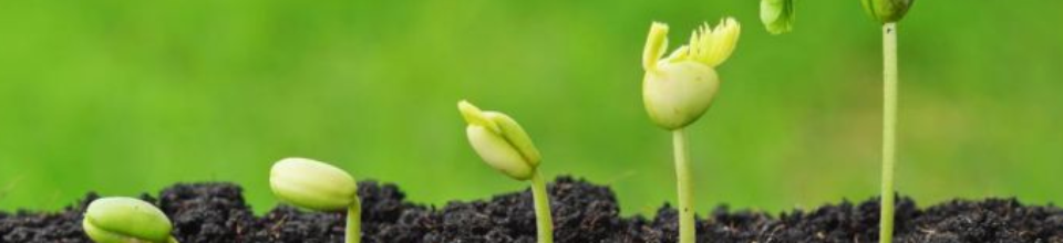 চারা গা‌ছের জন্মান্তরবাদ