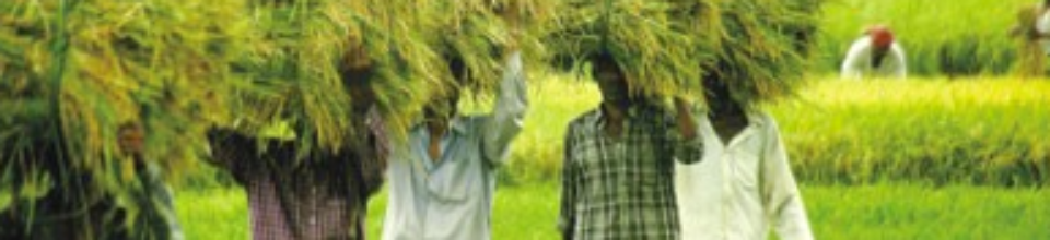 মাথায় ক‌রে ধান প‌রিবহন পদ্ধ‌তি