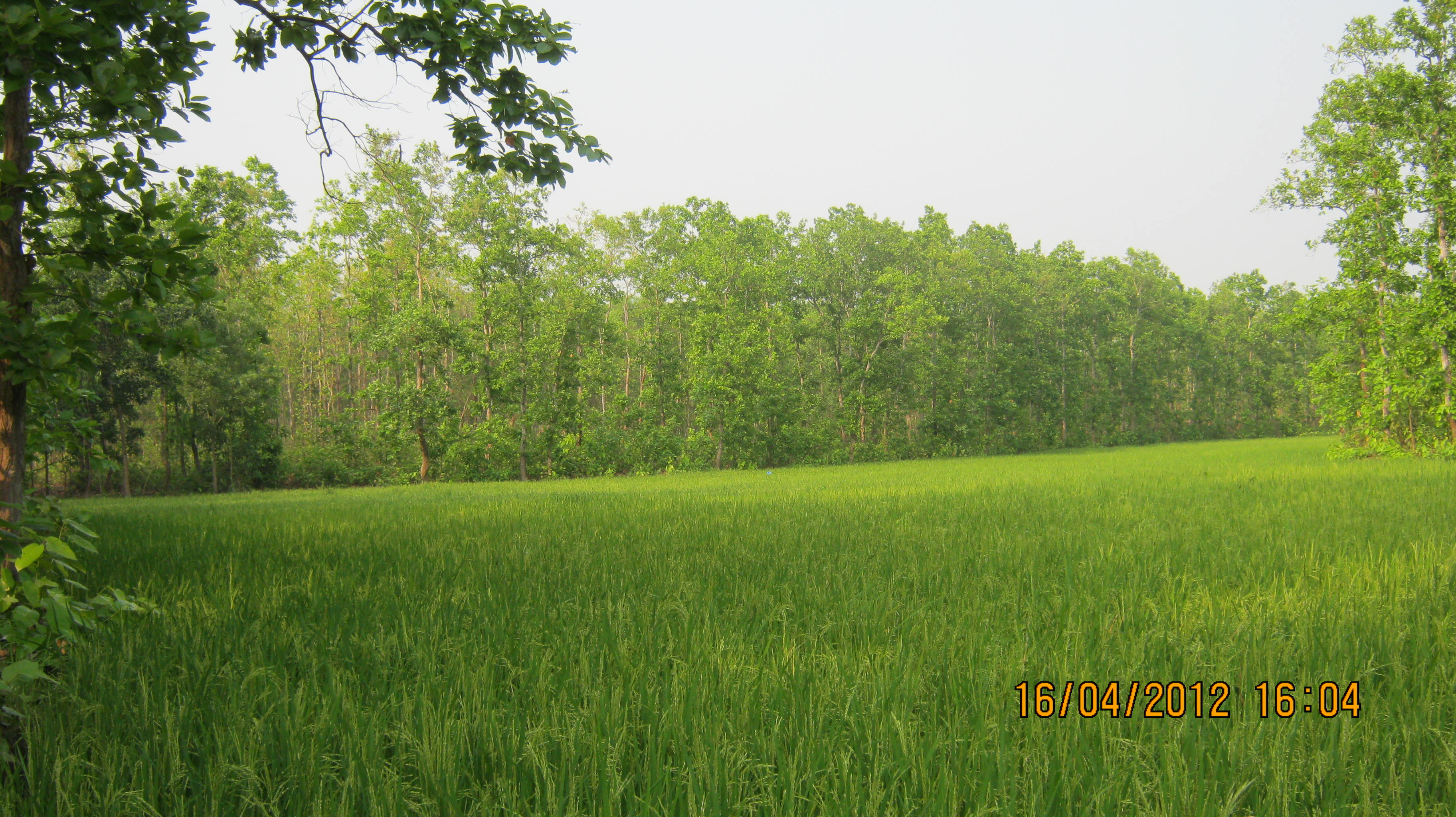 বাইদে চাষকৃত ধান