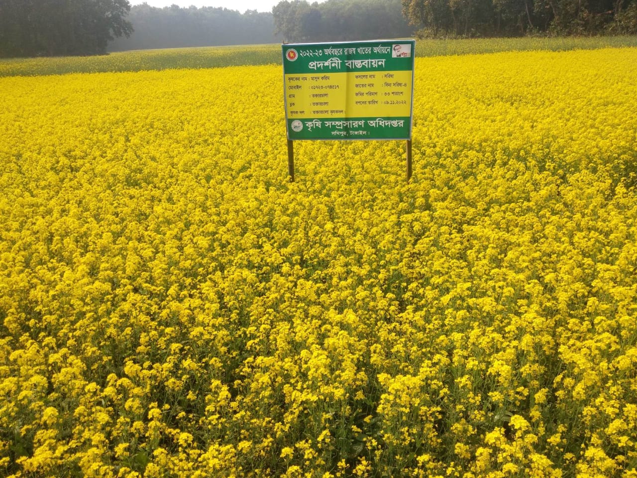 সরিষা প্রদর্শনী